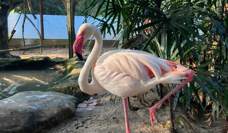 Burung Flaminggo Taman Margasatwa Ragunan / Foto : Ahmad Fadlan Azizi