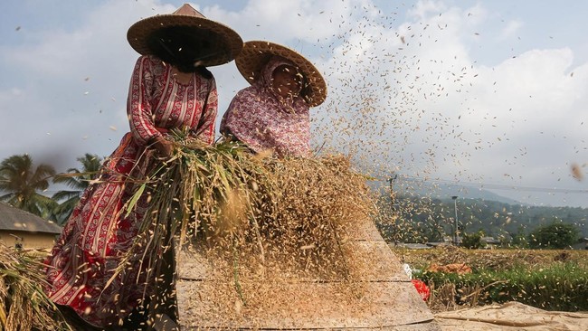 Kenaikan harga terjadi pada semua kelompok komoditas utama, termasuk sereal, daging, susu, minyak nabati, dan gula. Ilustrasi (ANTARA/Angga Budhiyanto)